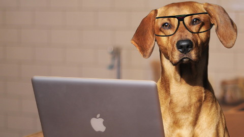 Un perro, un animal de compañía muy común entre los españoles